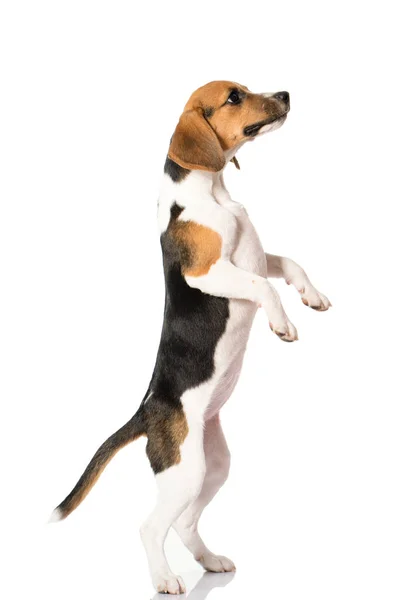 Beagle perro aislado en blanco — Foto de Stock