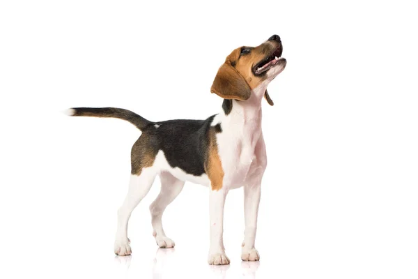 Σκύλος Beagle απομονωμένος σε λευκό — Φωτογραφία Αρχείου