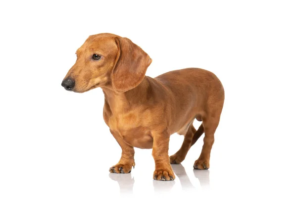 Pies brązowy teckel na białym tle — Zdjęcie stockowe