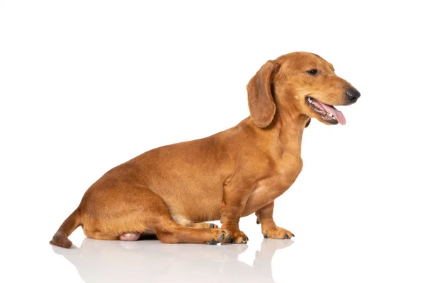 Cão teckel marrom isolado em branco — Fotografia de Stock