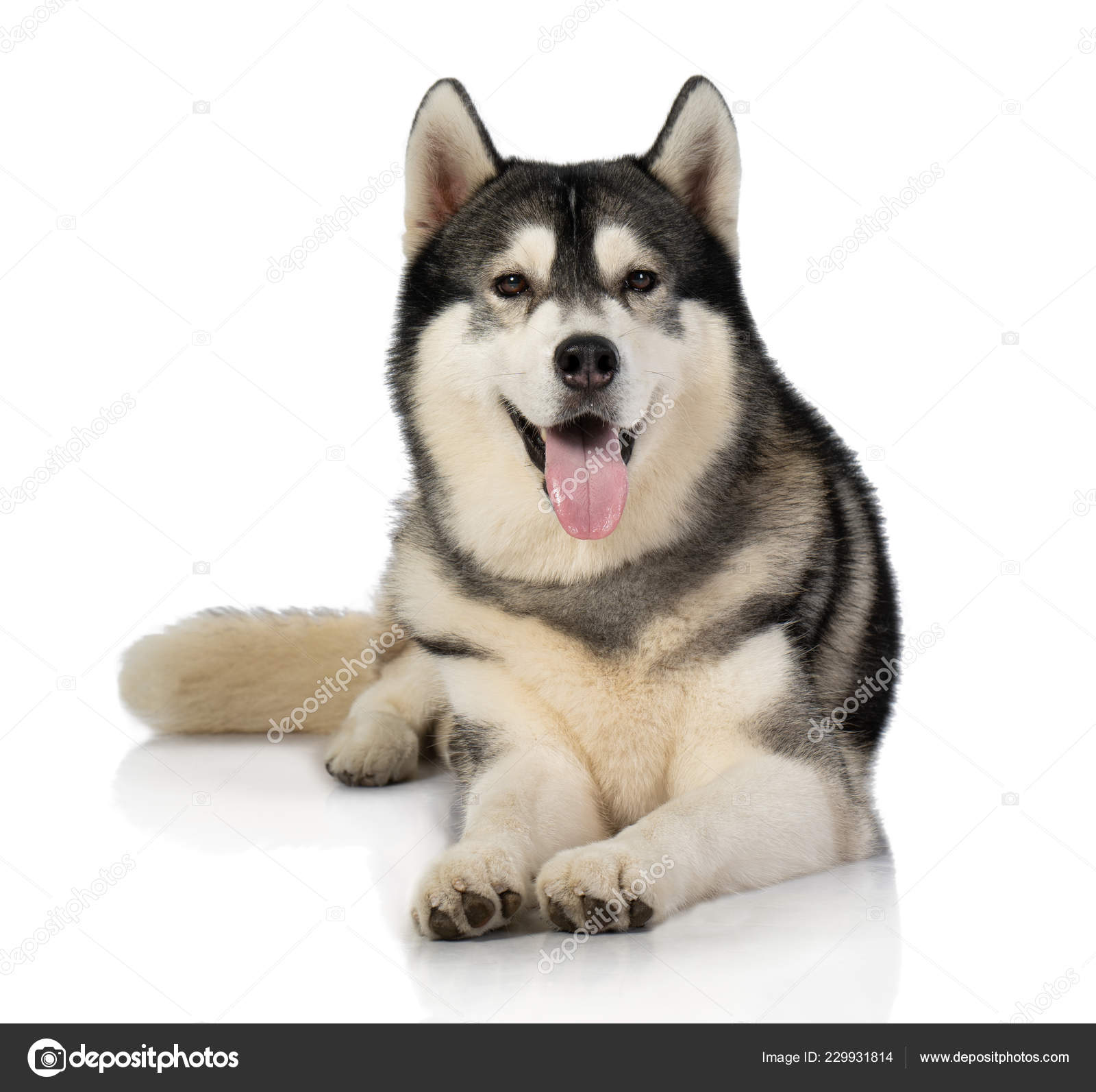 Cachorro Husky Blanco Y Negro Feliz Cachorro Husky Blanco Negro Foto