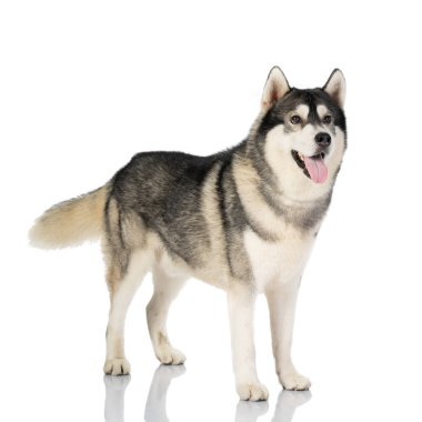 beyaz üzerine siyah ve Beyaz Sibirya Husky köpek