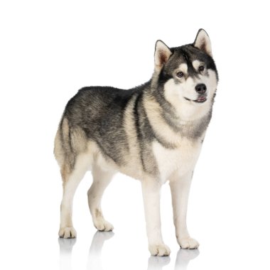 beyaz üzerine siyah ve Beyaz Sibirya Husky köpek