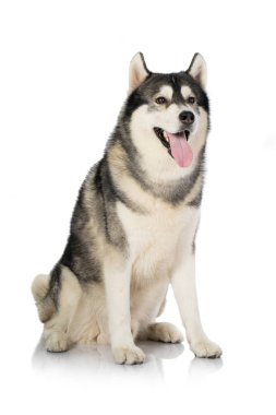 beyaz üzerine siyah ve Beyaz Sibirya Husky köpek