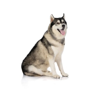 beyaz üzerine siyah ve Beyaz Sibirya Husky köpek