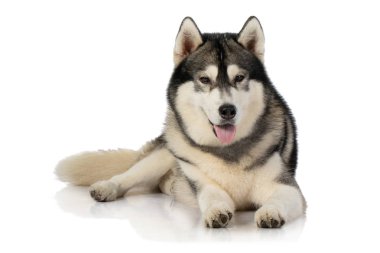 beyaz üzerine siyah ve Beyaz Sibirya Husky köpek