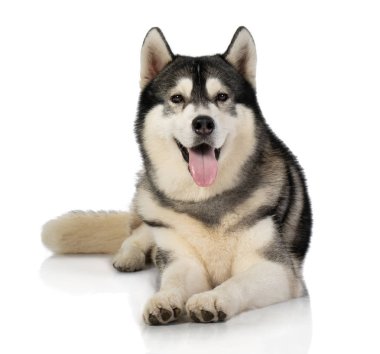 beyaz üzerine siyah ve Beyaz Sibirya Husky köpek