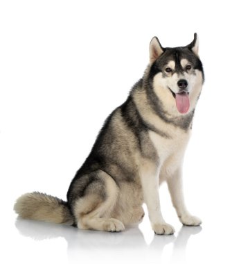 beyaz üzerine siyah ve Beyaz Sibirya Husky köpek