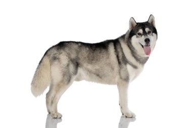 beyaz üzerine siyah ve Beyaz Sibirya Husky köpek