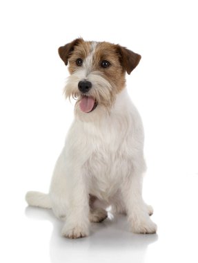 köpek üzerinde beyaz izole jackrussel