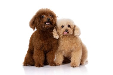 minyatür kaniş köpek izole