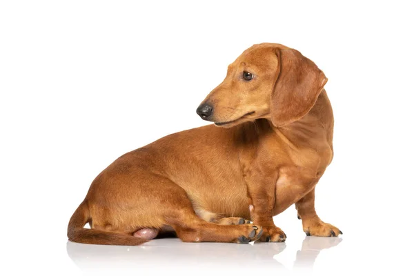 Chien teckel brun isolé sur blanc — Photo