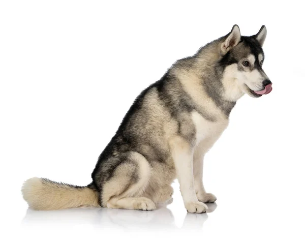Schwarz-weißer sibirischer Husky Hund auf weiss — Stockfoto