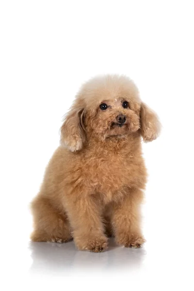 Cão poodle miniatura isolado — Fotografia de Stock