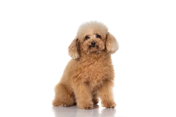 Το σκυλί μινιατούρα poodle απομονωμένες — Φωτογραφία Αρχείου