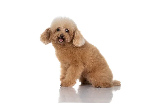 Cão poodle miniatura isolado — Fotografia de Stock