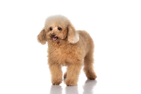 Cão poodle miniatura isolado — Fotografia de Stock