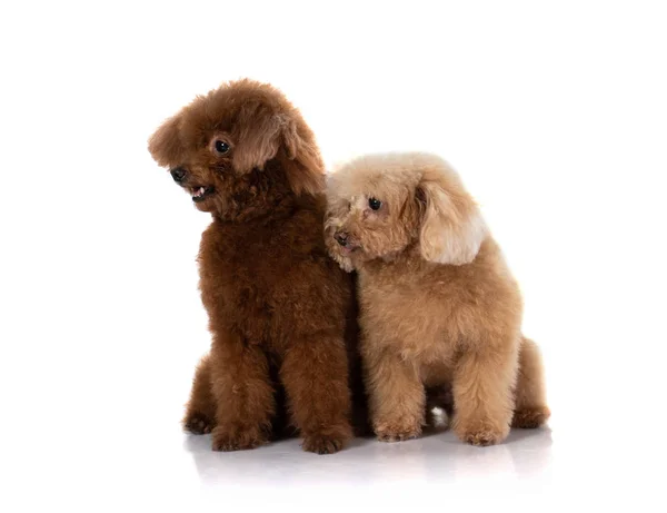 Cão poodle miniatura isolado — Fotografia de Stock