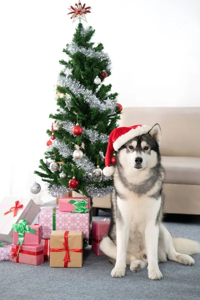 Perro Husky siberiano con árbol de Navidad — Foto de Stock