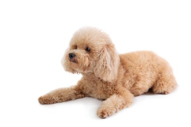 yerde yatarken kıvırcık saçlı fino köpeği