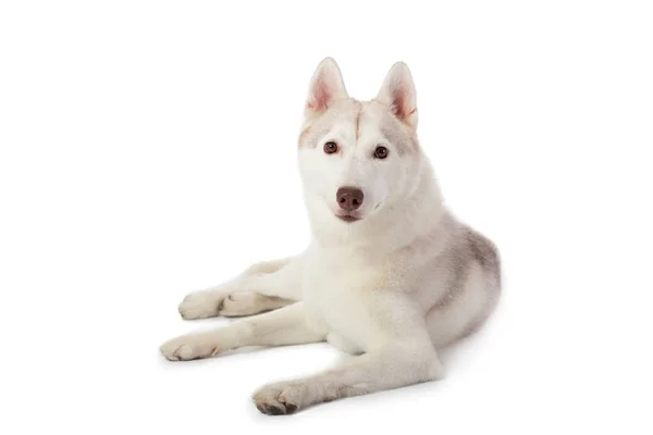 Preguiçoso siberiano husky sentado no chão — Fotografia de Stock