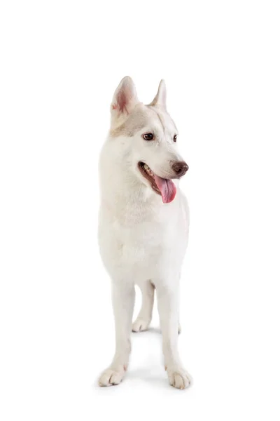 Gorgeous siberian husky with tongue sticking out — Stock Photo, Image