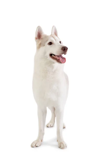 Gorgeous siberian husky with tongue sticking out — Stock Photo, Image