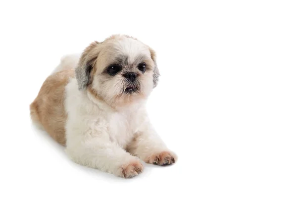 Shih tzu cão sentado no chão — Fotografia de Stock