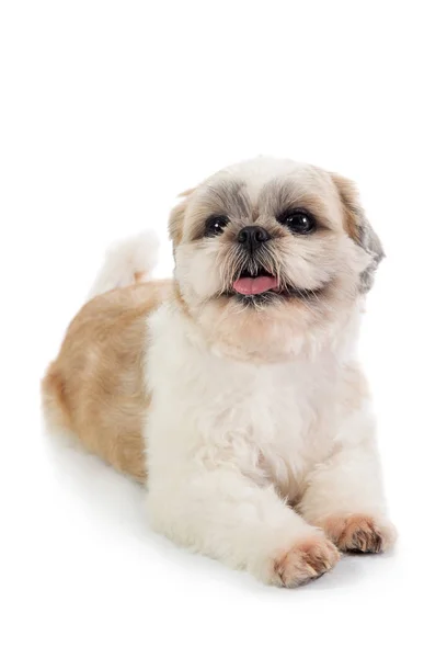 Lindo shih tzu perro con lengua sobresaliendo sentado en el suelo — Foto de Stock