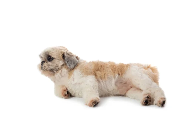 Mignon paresseux shih tzu chien couché sur le sol — Photo