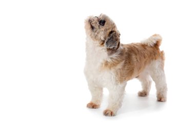 sevimli küçük shih tzu köpek yukarıda arıyorum