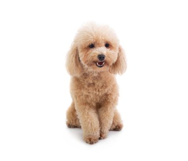 kameraya bakarak sevimli kıvırcık saçlı fino köpeği