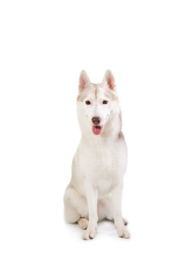 muhteşem Sibirya husky oturmuş yapışkanlık dışarı dil, loo