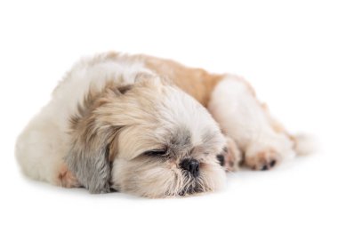 katta uyuyan sevimli shih tzu köpek