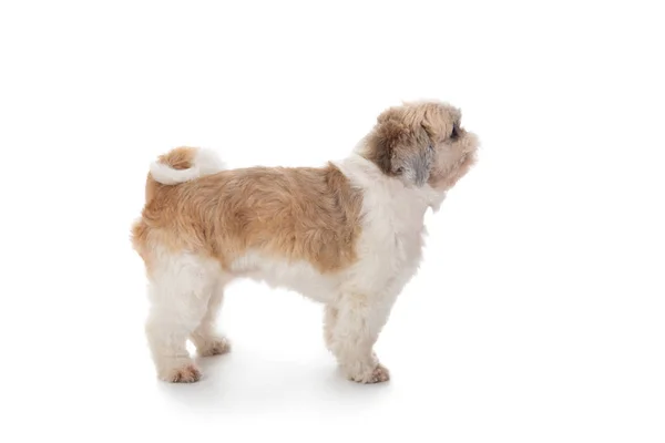 Carino piccolo shih tzu cane — Foto Stock