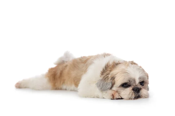 Bonito preguiçoso shih tzu cão deitado no chão — Fotografia de Stock