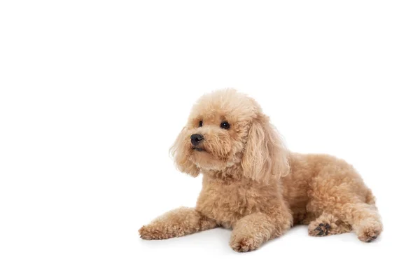 Σγουρά μαλλιά poodle ξαπλωμένο στο πάτωμα — Φωτογραφία Αρχείου