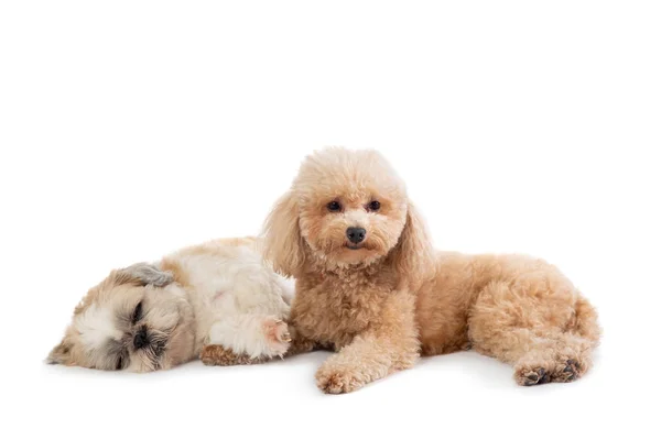 Preguiçoso shih tzu e poodle deitado no chão juntos — Fotografia de Stock