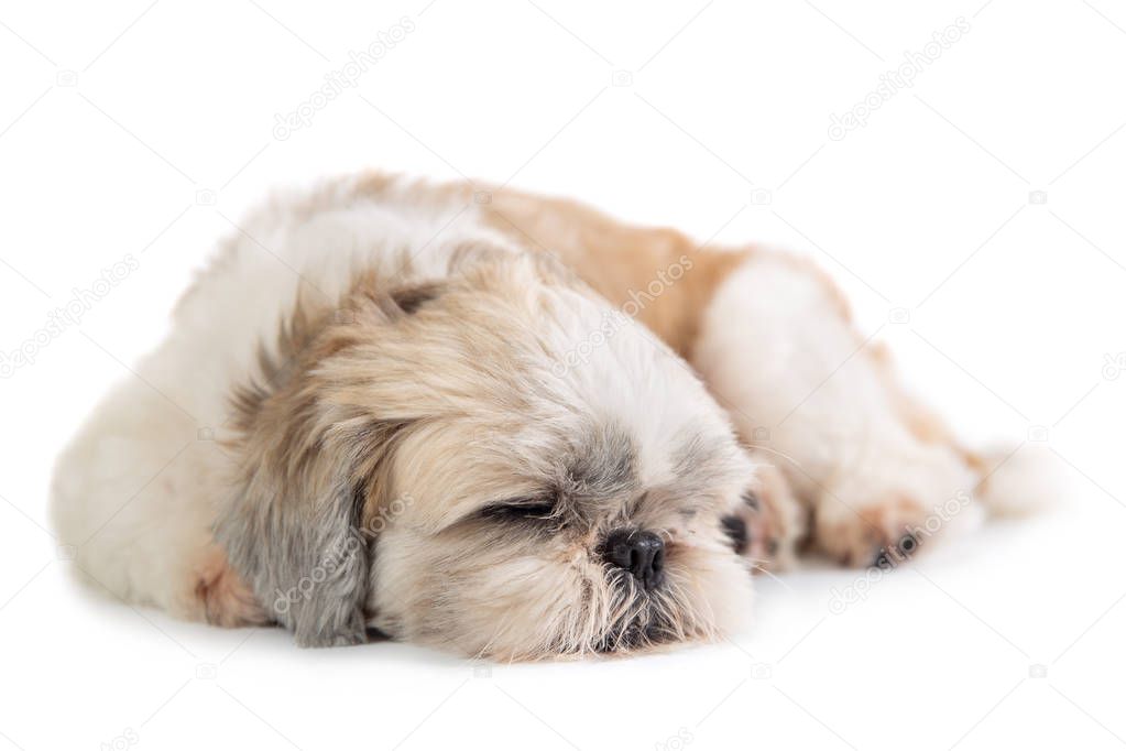 cute shih tzu dog sleeping on the floor