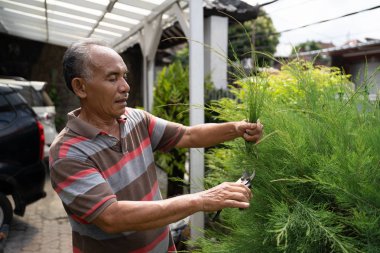 Bahçe ve yaprak kırparak kıdemli erkek Asya