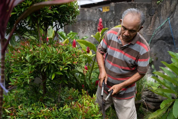 Senior tukang kebun laki-laki memotong beberapa daun — Stok Foto