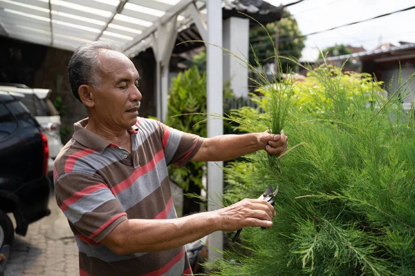 Senior maschio asiatico giardinaggio e rifilatura off foglia — Foto Stock