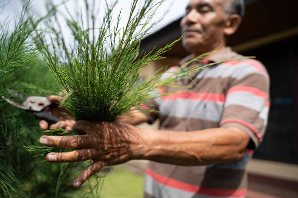 старший садовник обрезает листья
