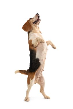 Beagle duran iki bacağı ve yukarıda arıyorum