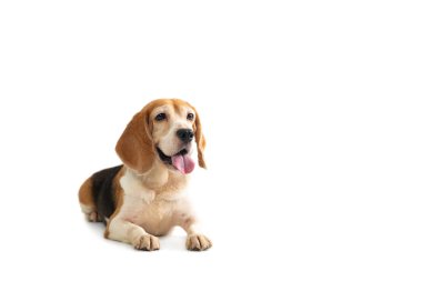 şirin beagle yapışkanlık dışarı dil ile katta oturan