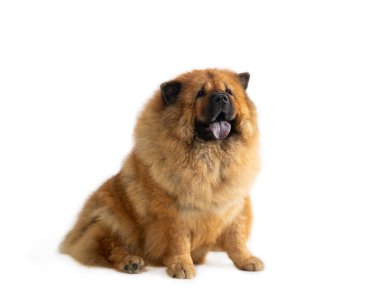 yapışkanlık dışarı dil ile katta oturan sevimli chow chow köpek
