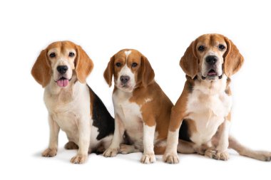 katta oturan üç sevimli beagle