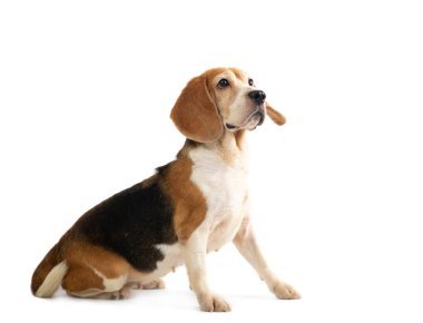 küçük beagle tenis top oynarken