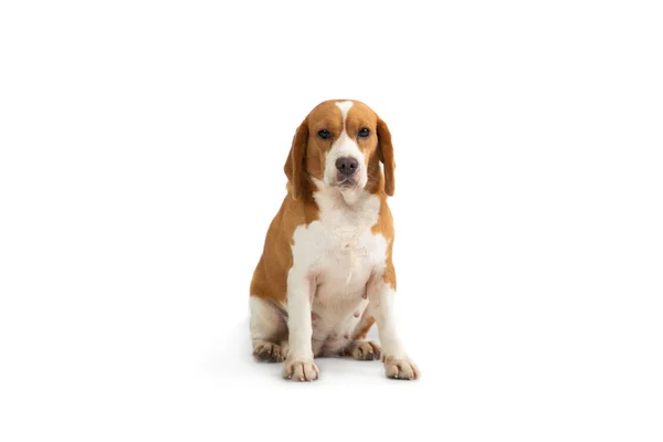 Mignon beagle assis sur le sol — Photo