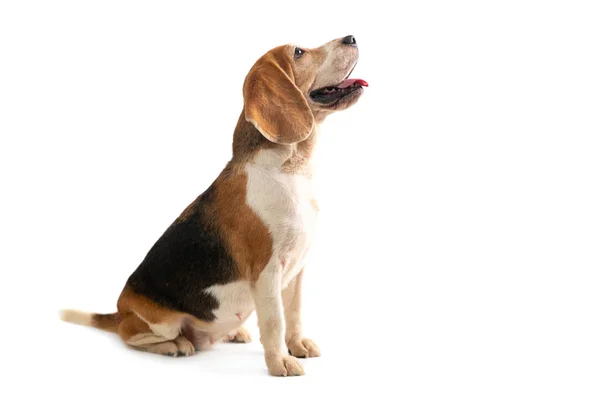 Beagle sentado e olhando acima — Fotografia de Stock